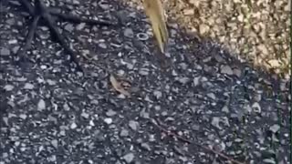 Bird Brings Its Flock for Some Free McDonald's