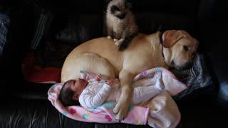 Cachorro, gatito y bebé se acurrucan adorablemente