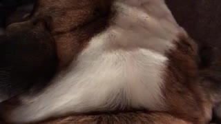 Bulldog Is Upset With Owner’s Stinky Feet