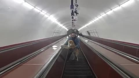 Funny ! How dog is afraid to climb an escalator in metro Straitway to heaven