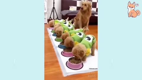 Compilation Of Cute Puppies 2