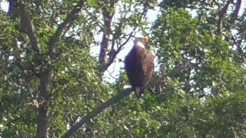 30 Toussaint Wildlife - Oak Harbor Ohio