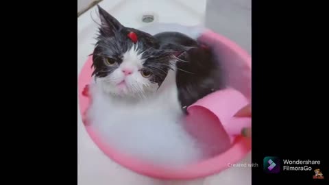 Funny Cat hates bathing Must watch try not to laugh