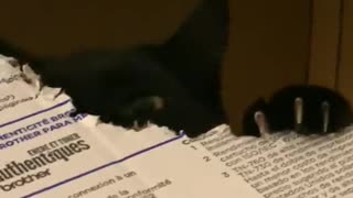 Cat Takes Bites from Box