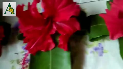 Beautiful Mango leaves Toran for Home/door decoration