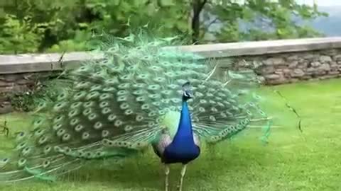 Peacock dancing in rainy season