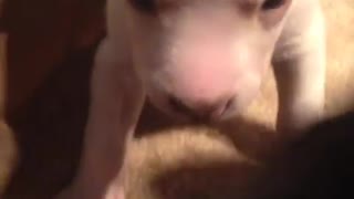 Adorable foster puppies love chewing on each other