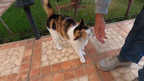 Calico Cat asking to be pet