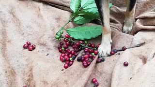 Dog Helps With Coffee Bean Harvest