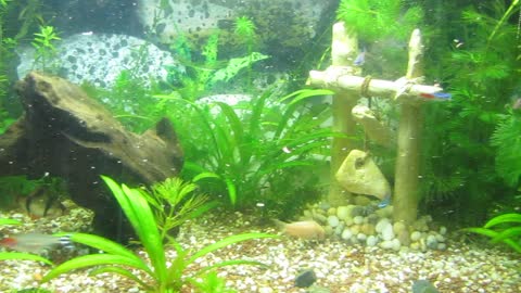 How to decorate a beautiful green fish tank (deco-ideea)