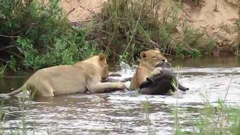 Lion Takes Down Buffalo in the River | Kruger National Park