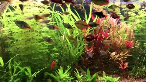 Calm Marimba Music Water Sounds in Aquarium Sleep, Relax, Spa, Yoga, Zen Meditation