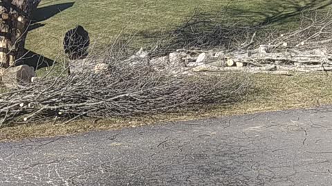 Chilhowie, Va. Tree removal morning