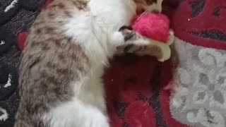 My active funny cat