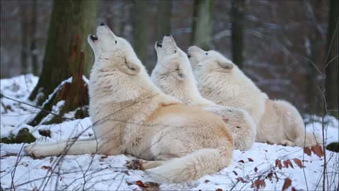 Amazing Video Shows Captive Arctic Wolves Howl In Choir