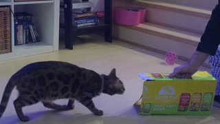 Bengal Kitty Launches Itself at Box