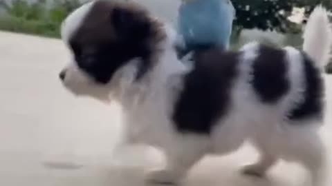 Cute puppy makes parrot his best friend