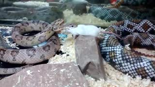 The snake is catching the mouse