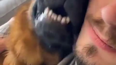 Cute German Shepherd Dog cuddling with his Human 🥺Sound On🔊