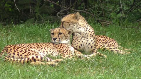 Two young cheetahs in a zoo