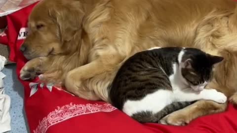 Goldens and cat buddies
