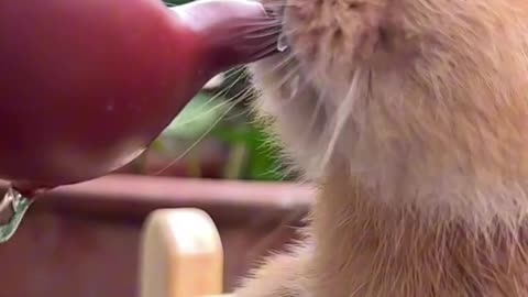 baby rabbit drinking water