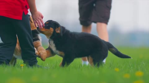 Funny dog training with owner