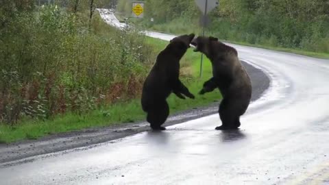 Epic grizzly bear fight!