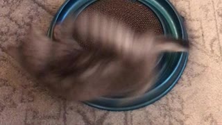 Kitten takes "spin class" to a whole new level