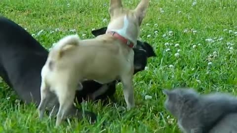 Brave Chihuahua protects Kittens