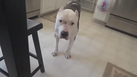 Pit Bull shows just how much he loves Skrillex