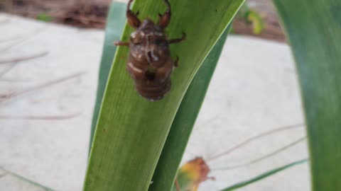 Florida Cicada Shell