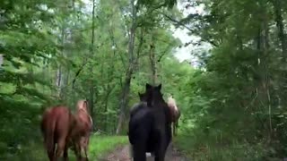 Horses running