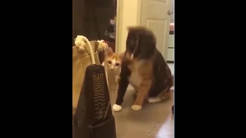 These cats is very curious and scared