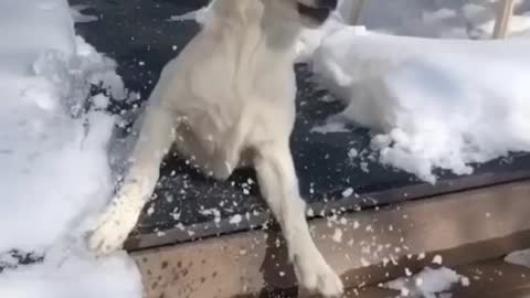 Happy White Cute Dog