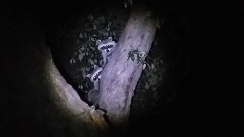 SHASTA trees two raccoons