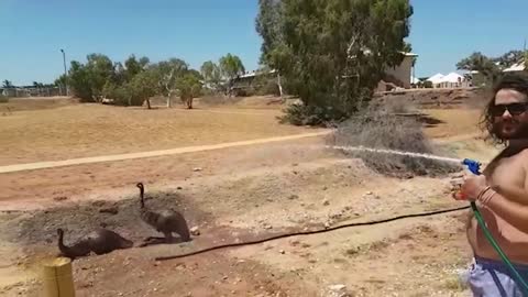 Ozzy man reviews animals relaxing!