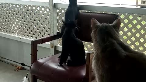 Kittens playing2