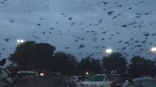 Skies Filled with Swarm of Blackbirds