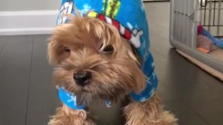 Brown dog hates blue pajama hoodie