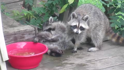 Baby raccoon receives 'Spring Cleaning' from his mother (1:18)