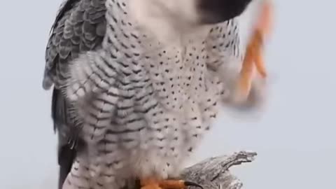 Peregrine Falcon - World's Fastest Animal