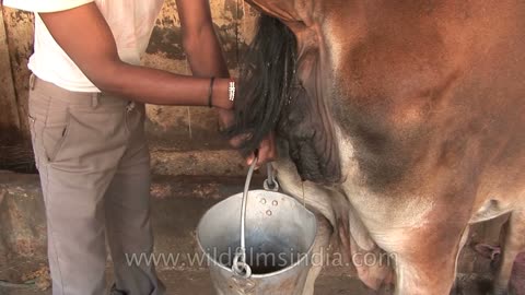 Come far urinare una mucca-Strofinare la vulva con le mani.gli indù bevono l'urina di mucca. In India la mucca viene venerata come una figura materna e la sua urina considerata un rimedio contro ogni tipo di malattia