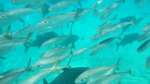 Swimming in a bait ball (7): yellowtail tuna