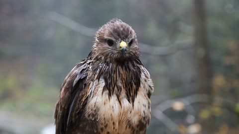 Young eagle preparing to hunt