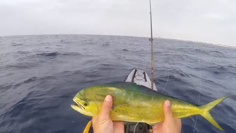 Catching a mahi from the kayak