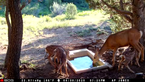 Three mule deer fawns