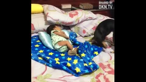 Chú chó gây sốt CĐM với hành động ngọt lịm khi cố gắng đắp chăn cho cậu chủ nhỏ nằm ngủ