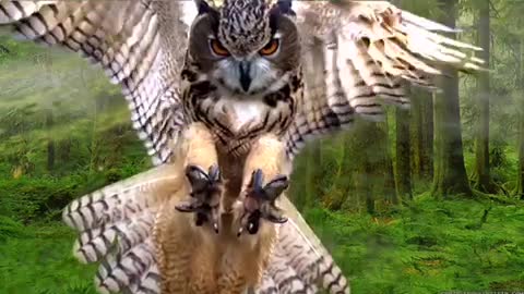 Owl Bird البومة