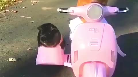 Scooter ride